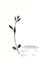 藏品(大葉桉)的圖片